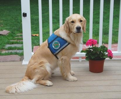 golden retrievers newtown ct cayberry golden retrievers connecticut golden retrievers newtown ct cayberry golden retrievers connecticut